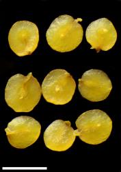 Veronica catarractae. Seeds. Scale = 1 mm.
 Image: P.J. Garnock-Jones © P.J. Garnock-Jones CC-BY-NC 3.0 NZ